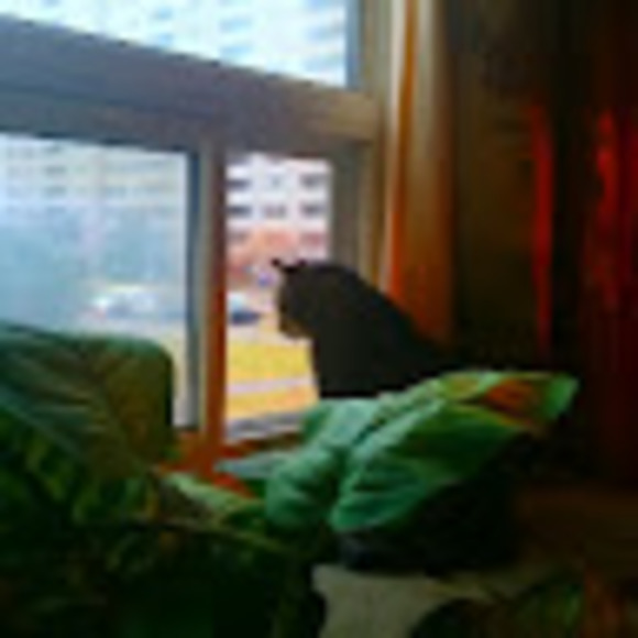 Meet your Posher, Misty - Picture 1 of 1